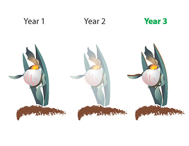 Evolution of sprouting